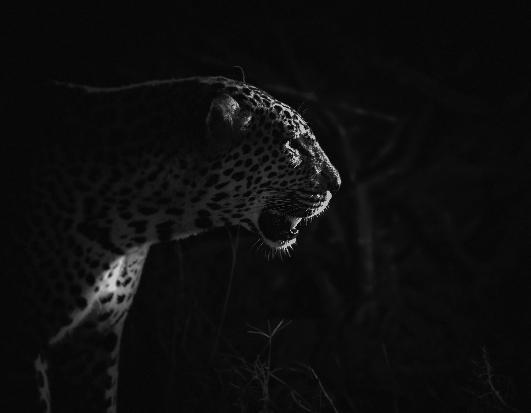 Silhouette of a leopard